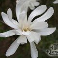 MAGNOLIA stellata 'Royal Star' 